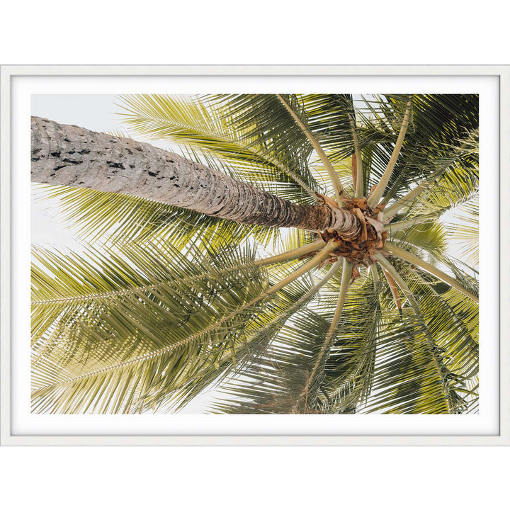Magnetic Island Palms II