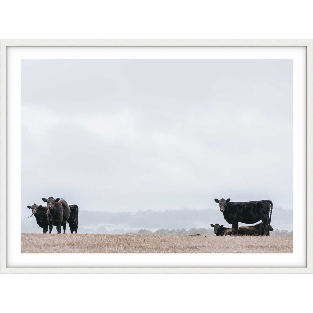 Great Ocean Road Cows