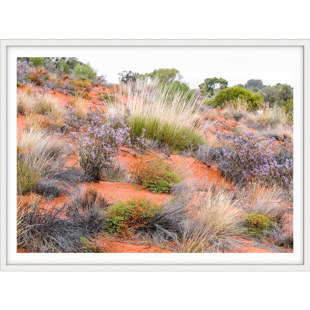 Desert Spinifex Grass Uluru