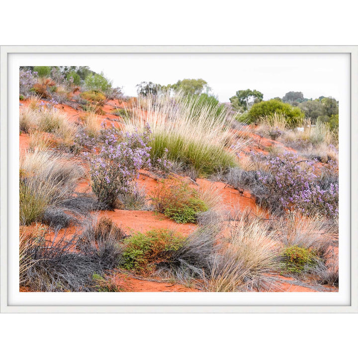 Desert Spinifex Grass Uluru