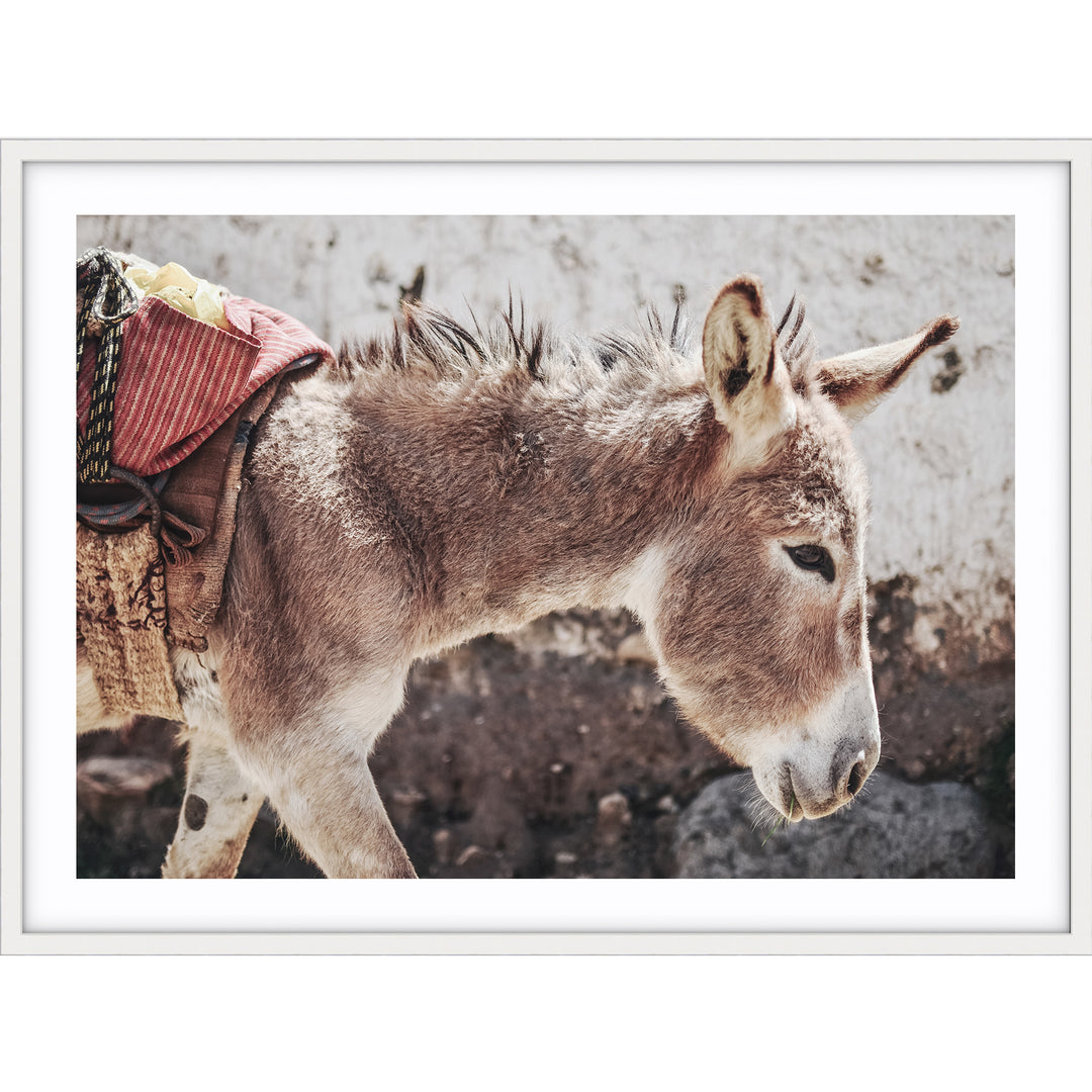 Mr Donkey