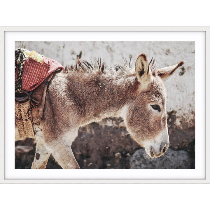 Mr Donkey