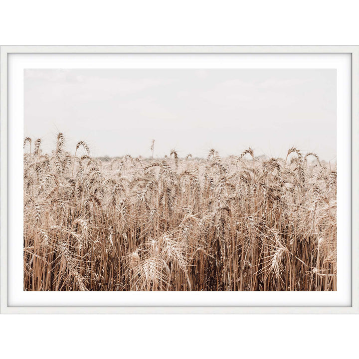 Wheat Farm III