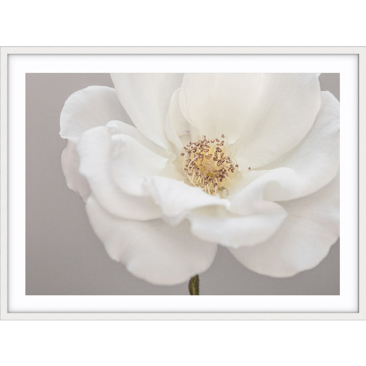 White Rose III