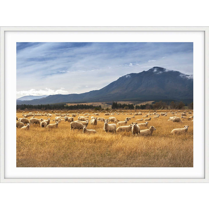 Sheep - New Zealand