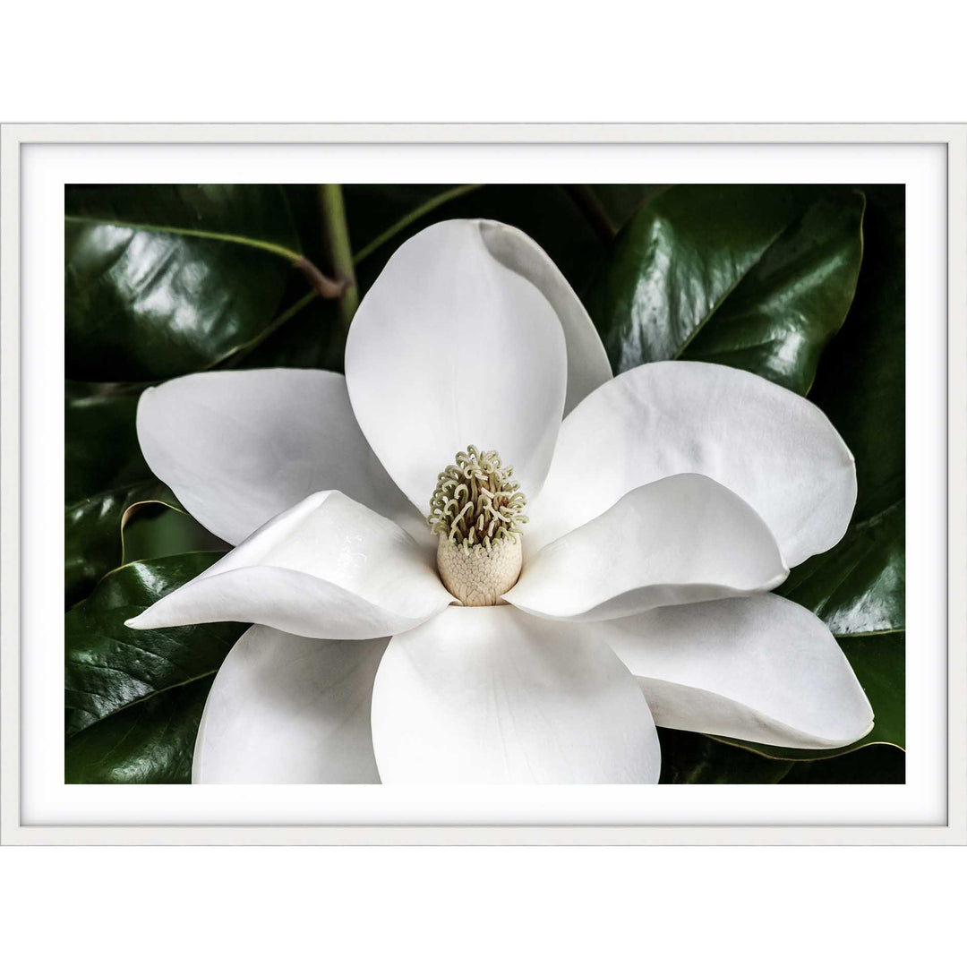 White Magnolia