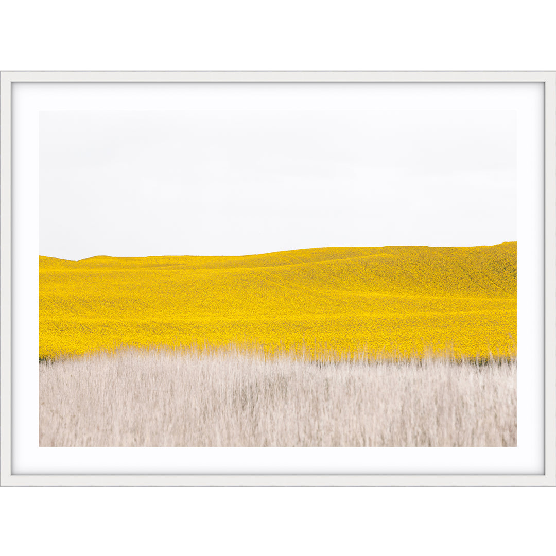 Canola II - Country Victoria