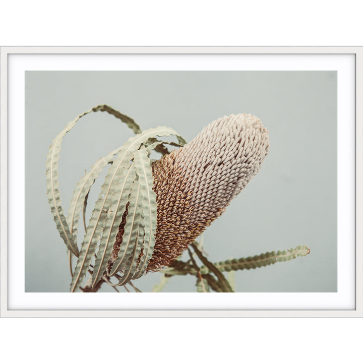 Banksia On Green no.1