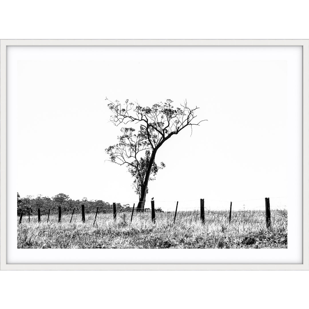 Outback no.2 - Black & White - The Hunter Valley