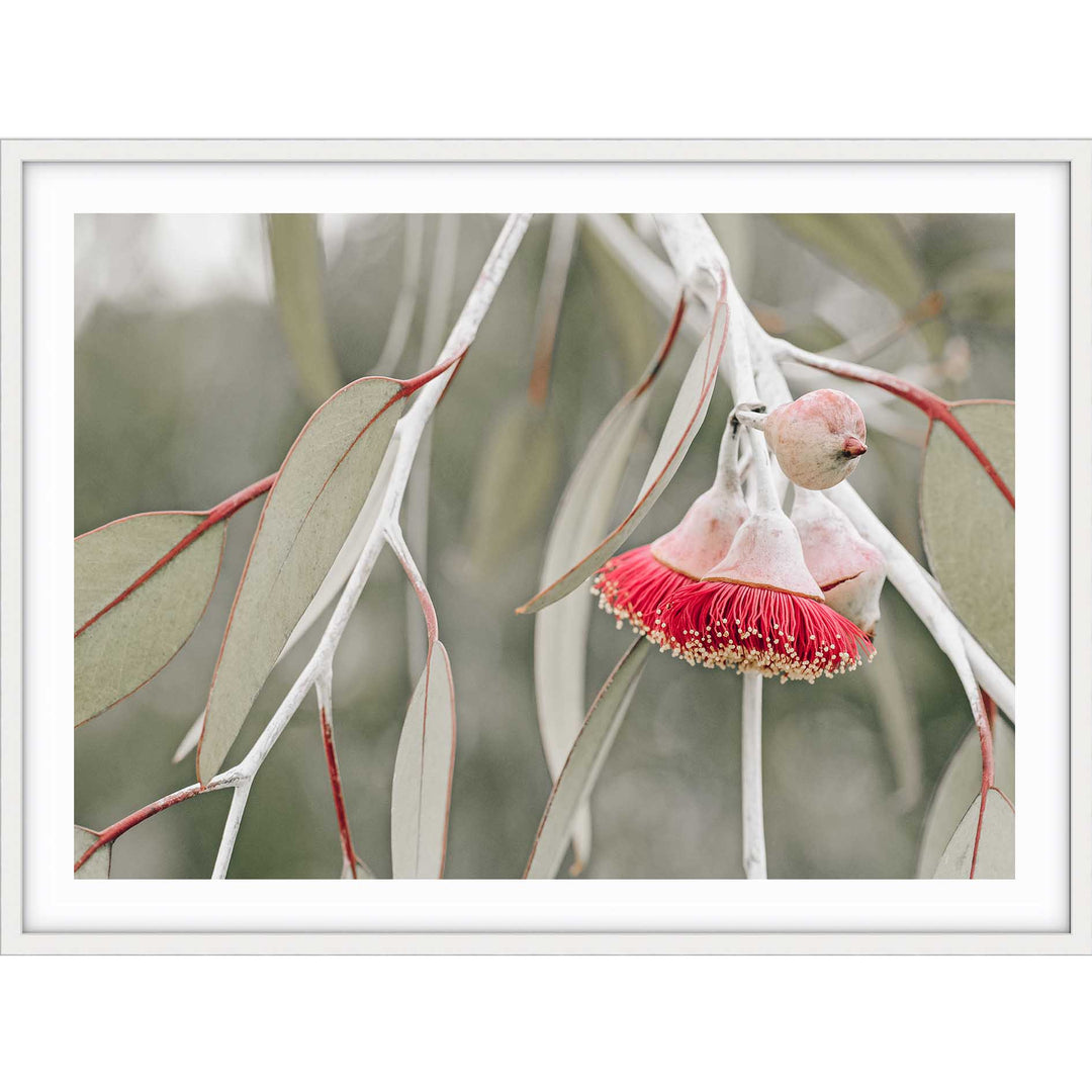 Red Eucalyptus Blossom III