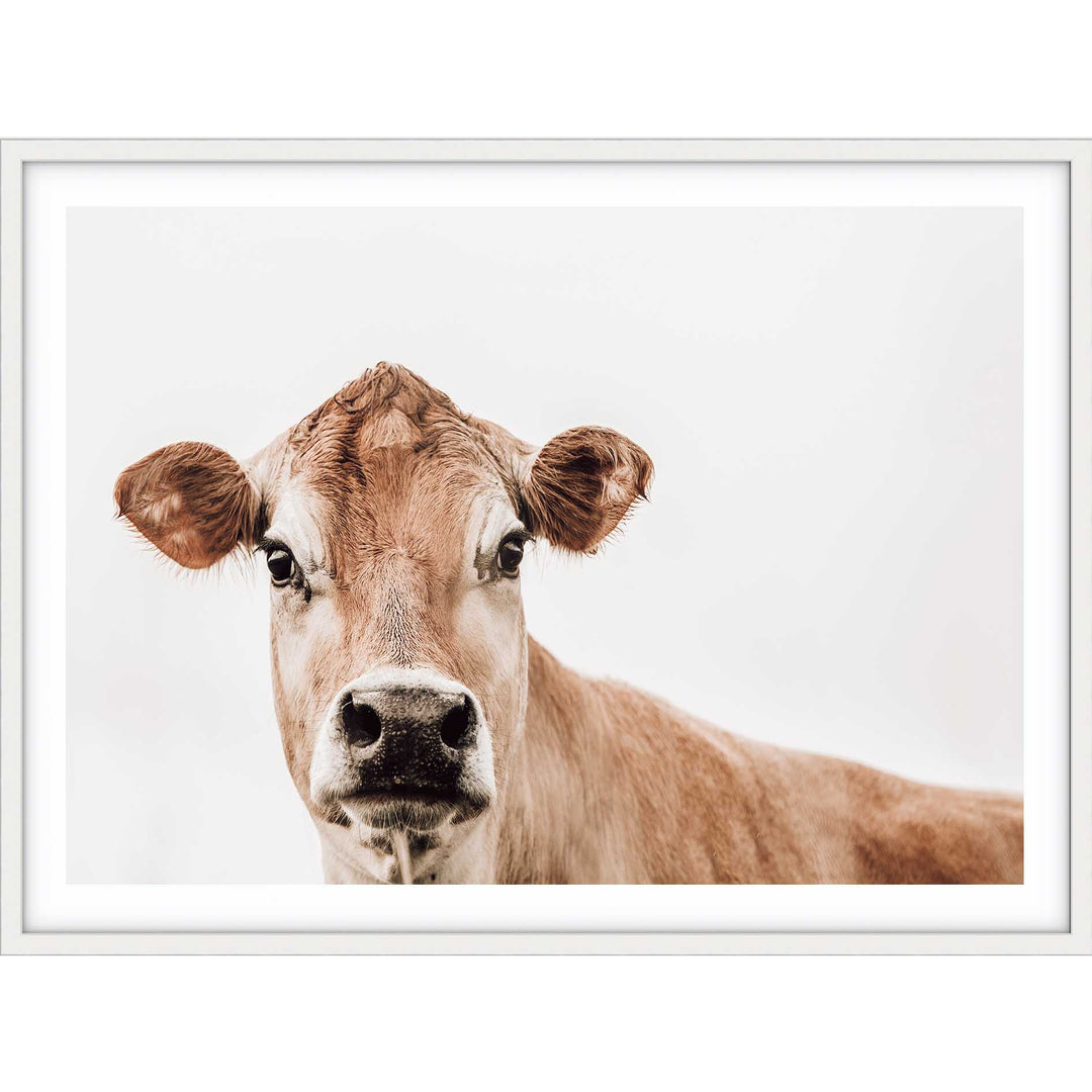 Jersey Cow