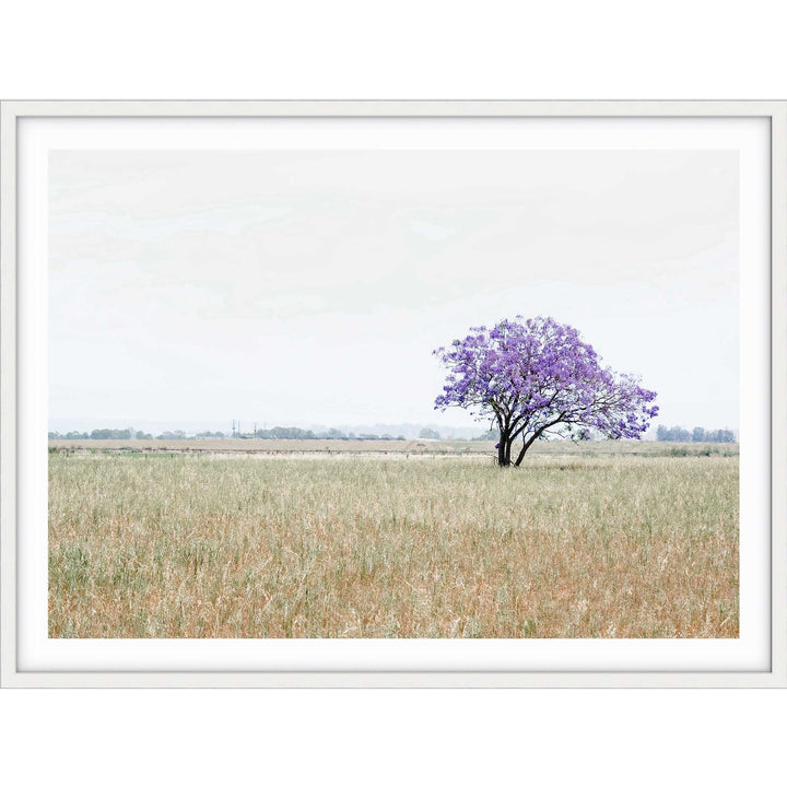 The Lonely Jacaranda II