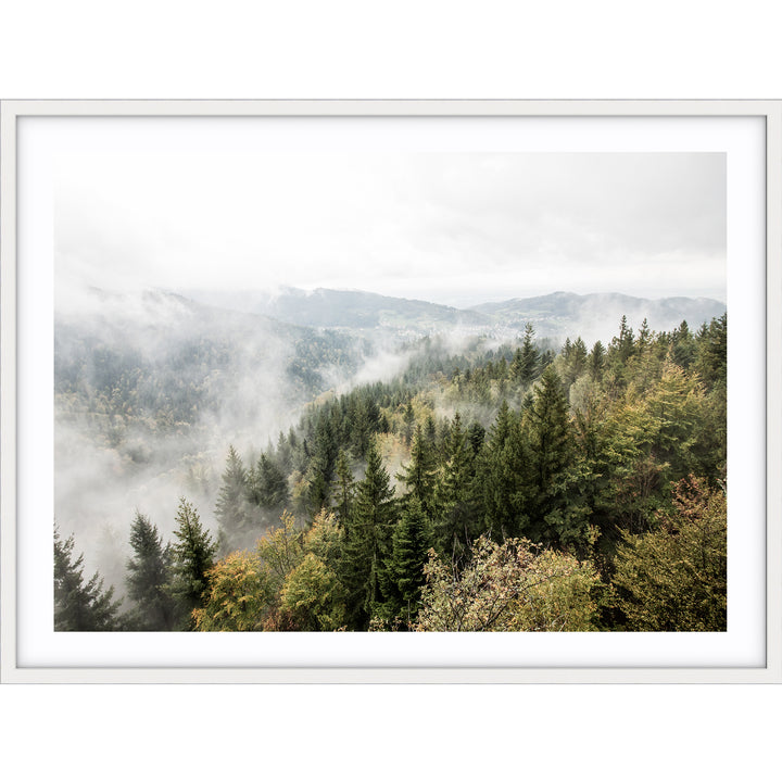 Misty Forest - Tasmania