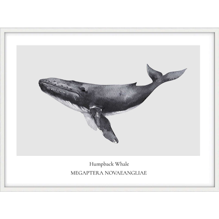 Humpback Whale