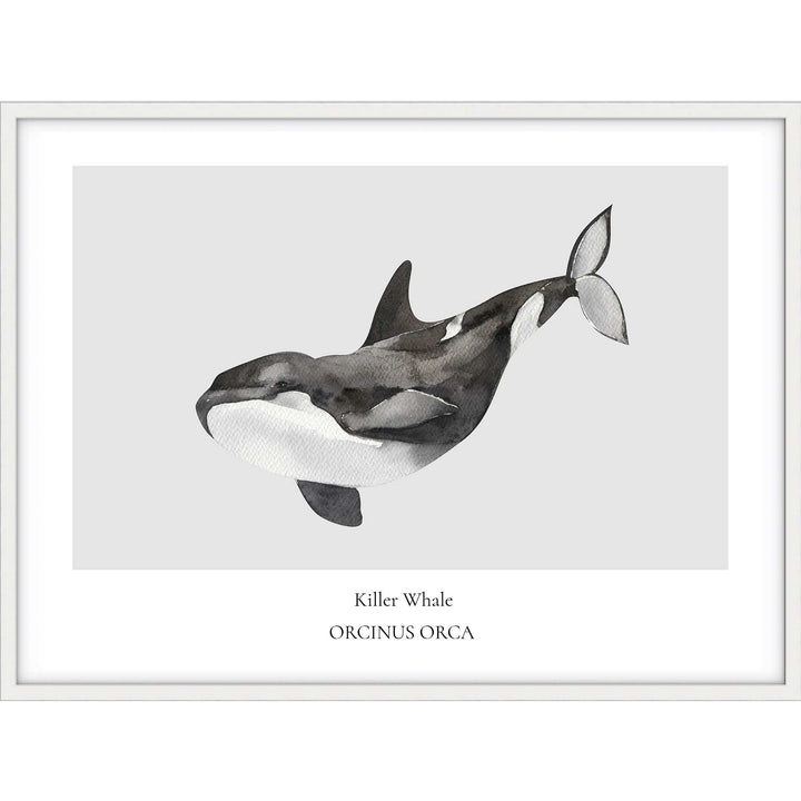 Killer Whale
