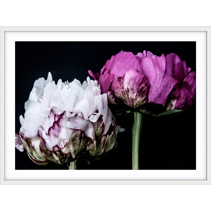 Peony Pair