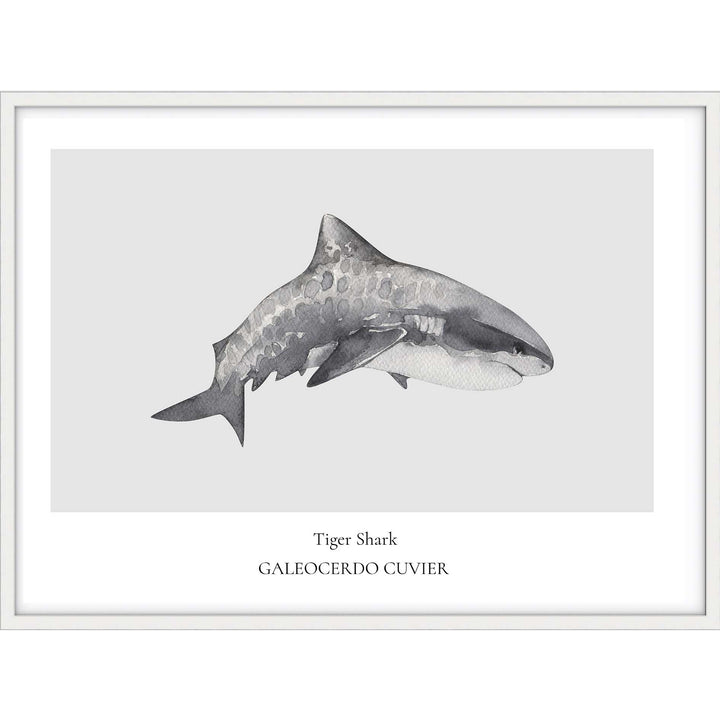 Tiger Shark