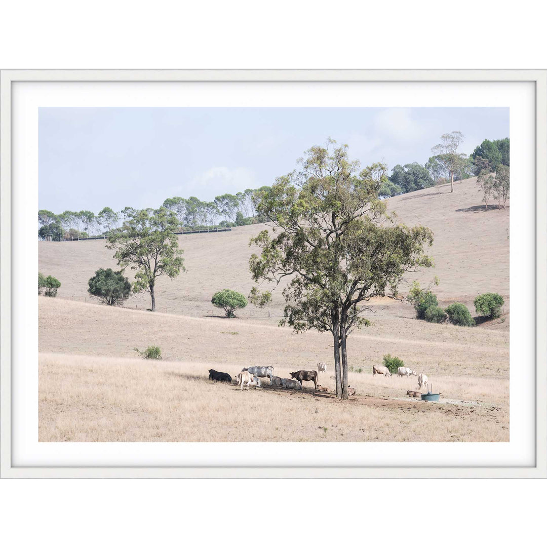 Getting Shade - The Hunter Valley