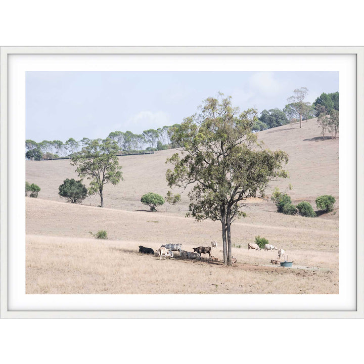 Getting Shade - The Hunter Valley