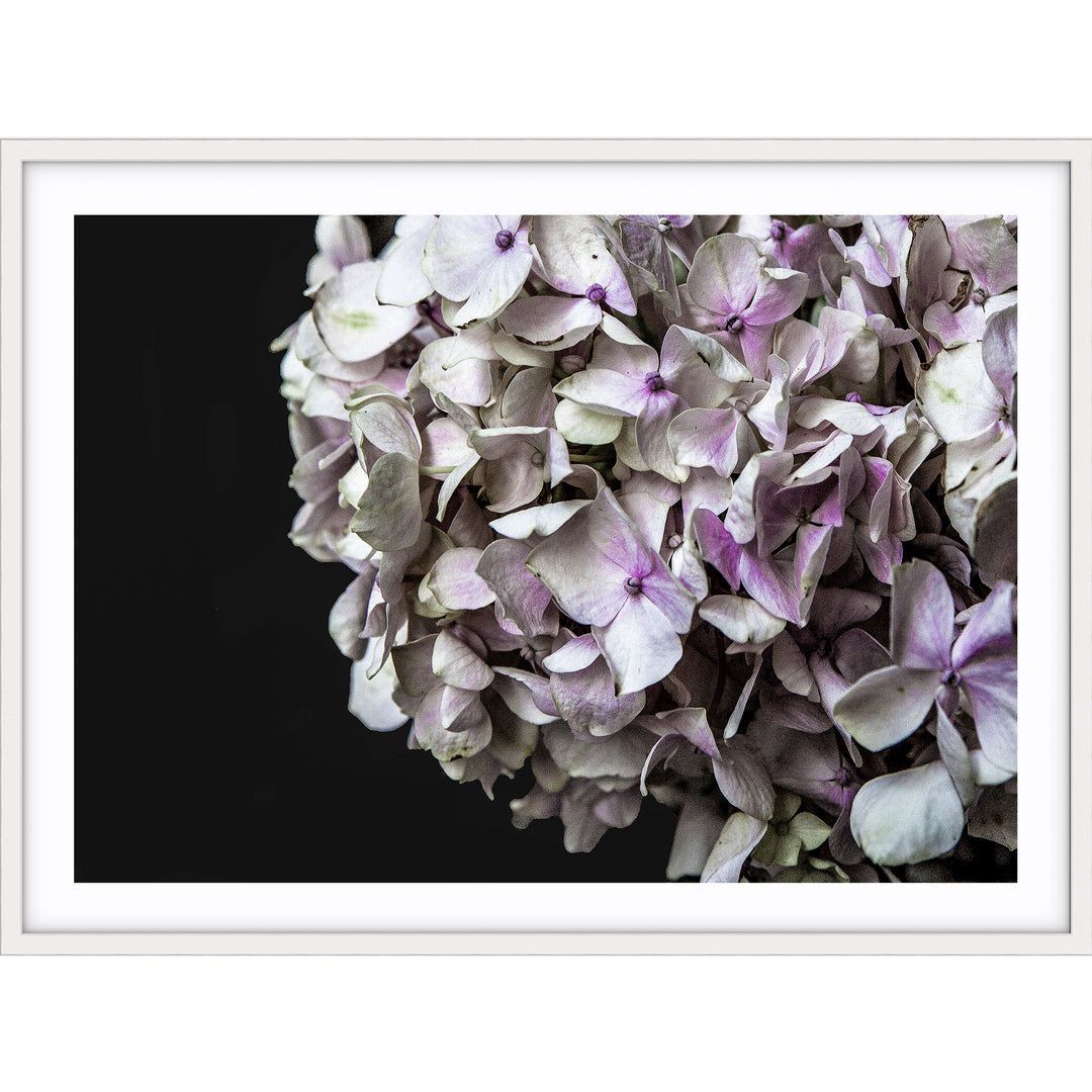 Hydrangea I