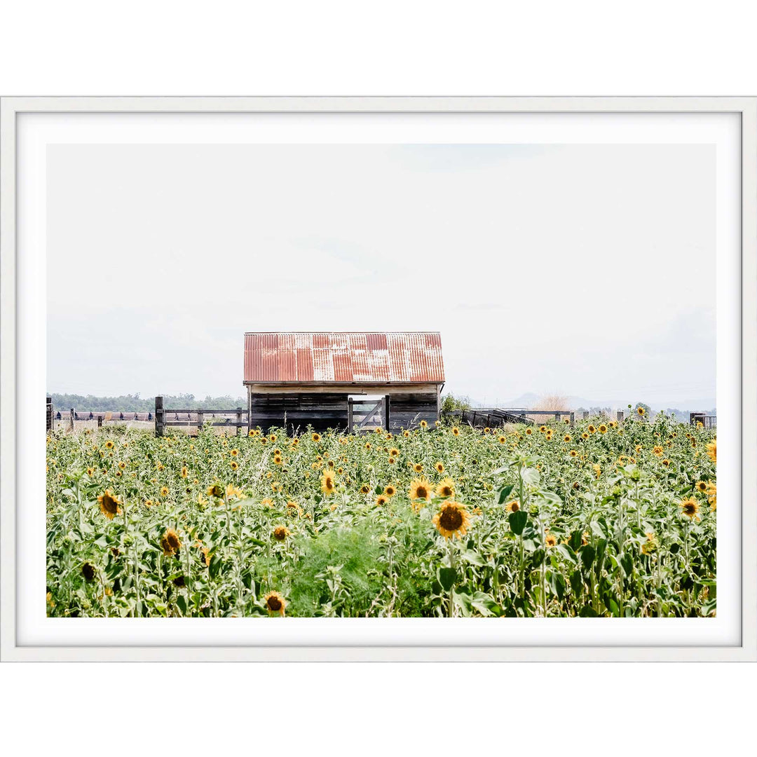 Sunflower Country