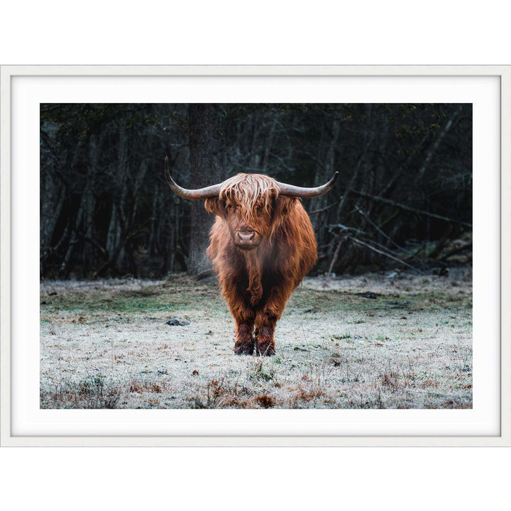 Wild Highland III