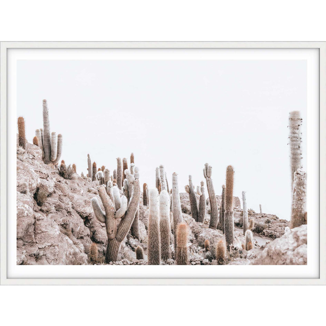 Cactus Island - Bolivia