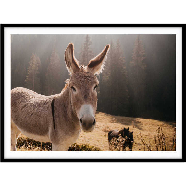 Donkey II - Italy