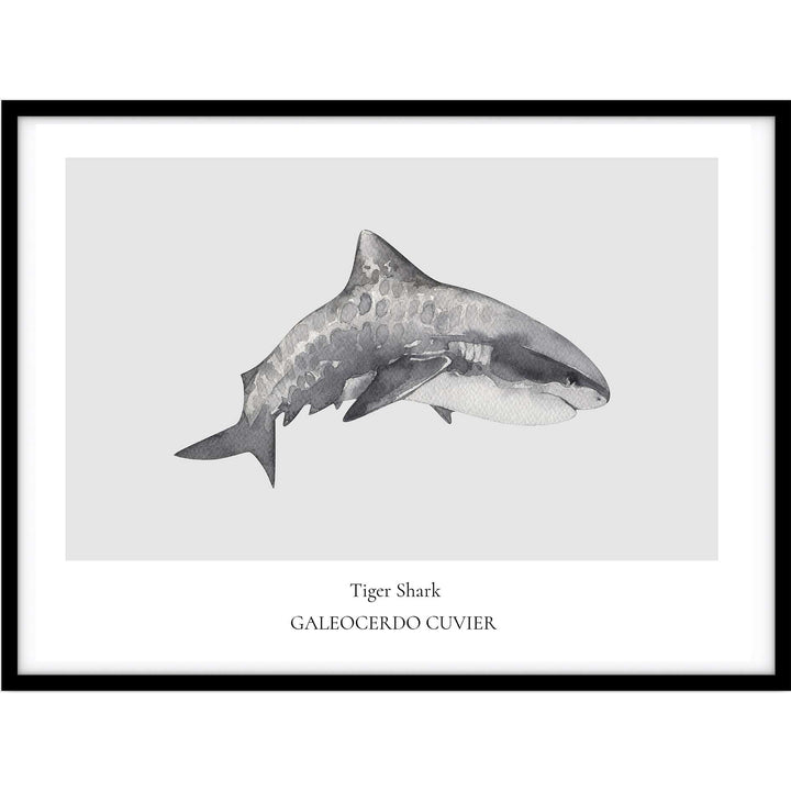 Tiger Shark