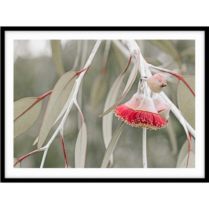 Red Eucalyptus Blossom III