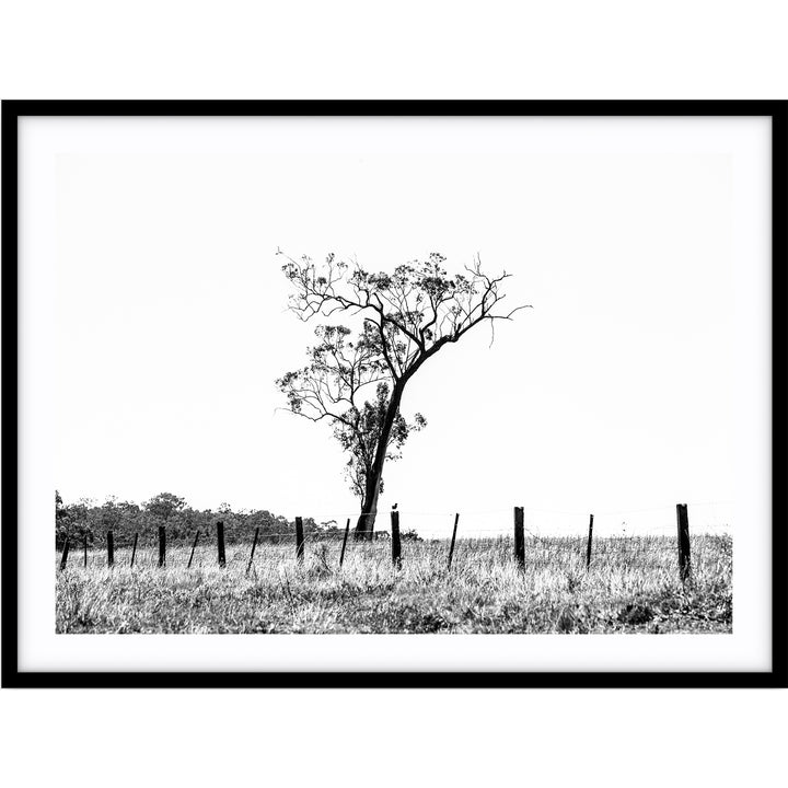 Outback no.2 - Black & White - The Hunter Valley
