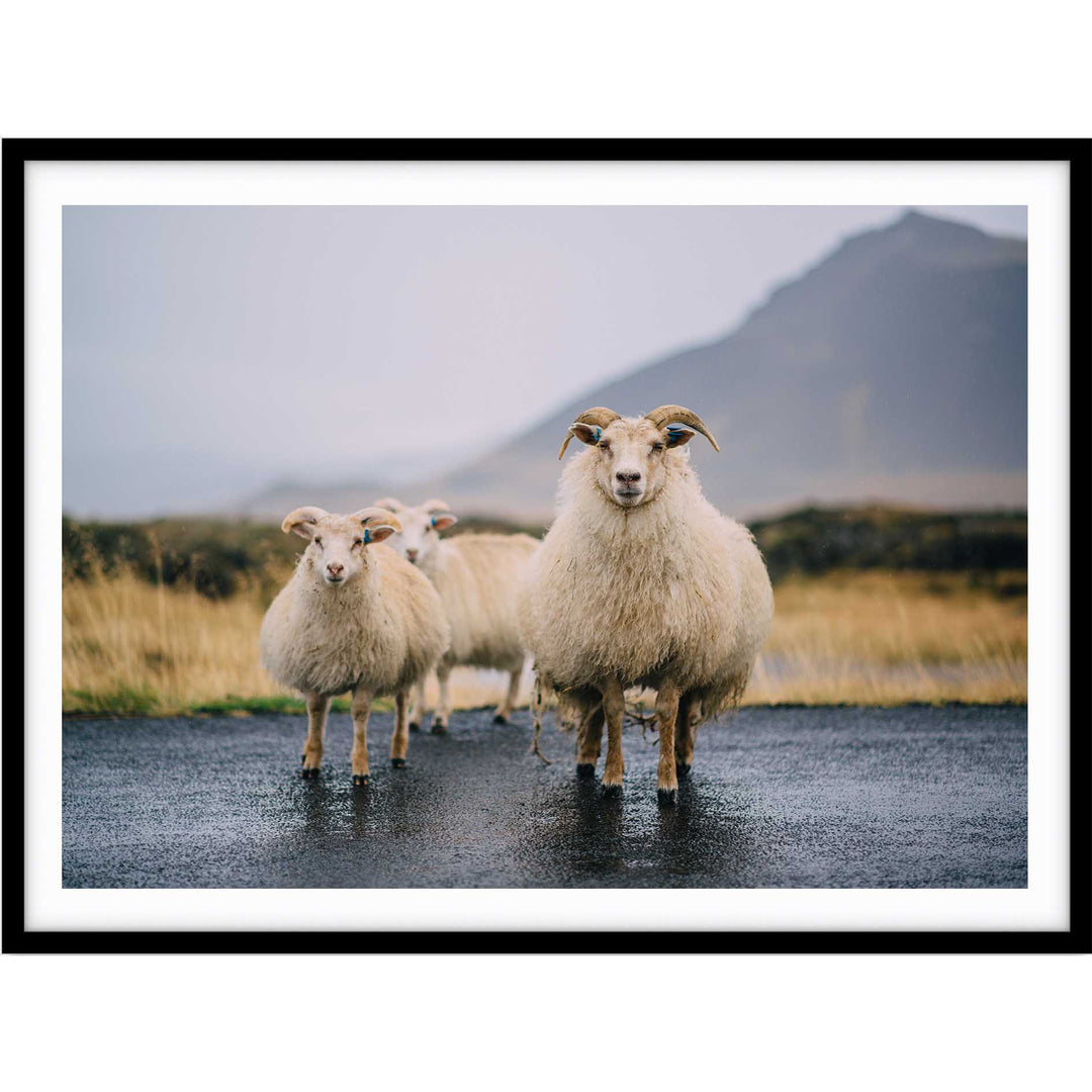 Icelandic Goats