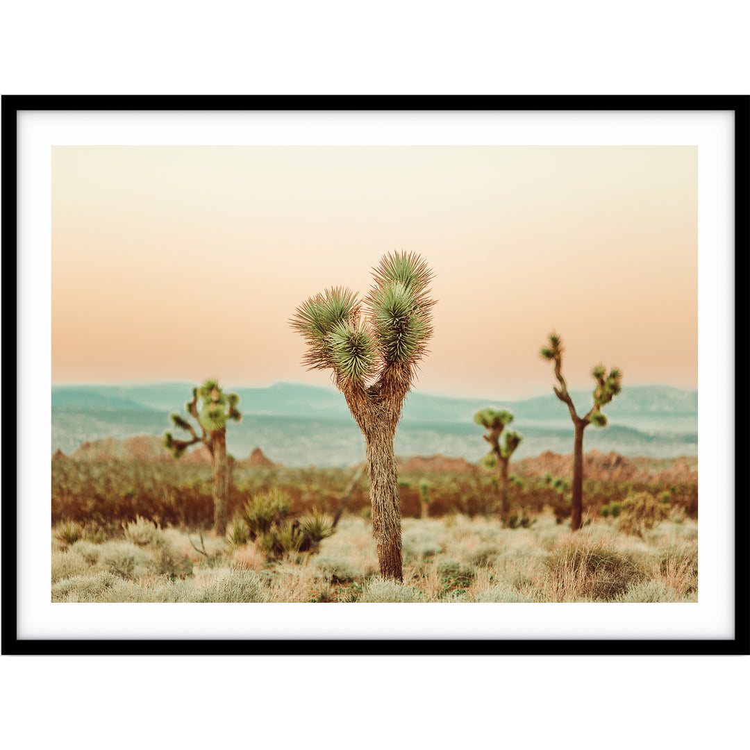 Joshua Tree no.2