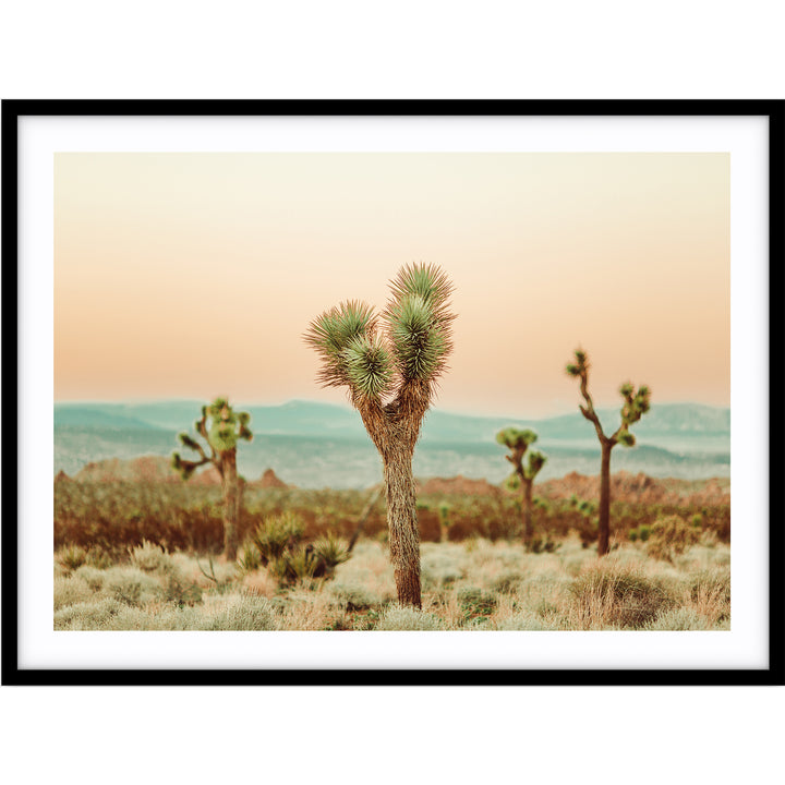 Joshua Tree no.2