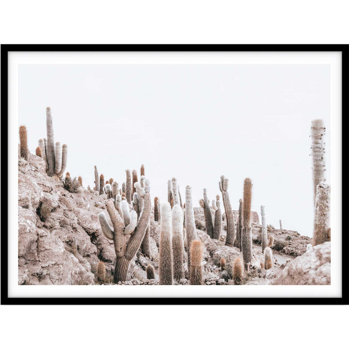 Cactus Island - Bolivia