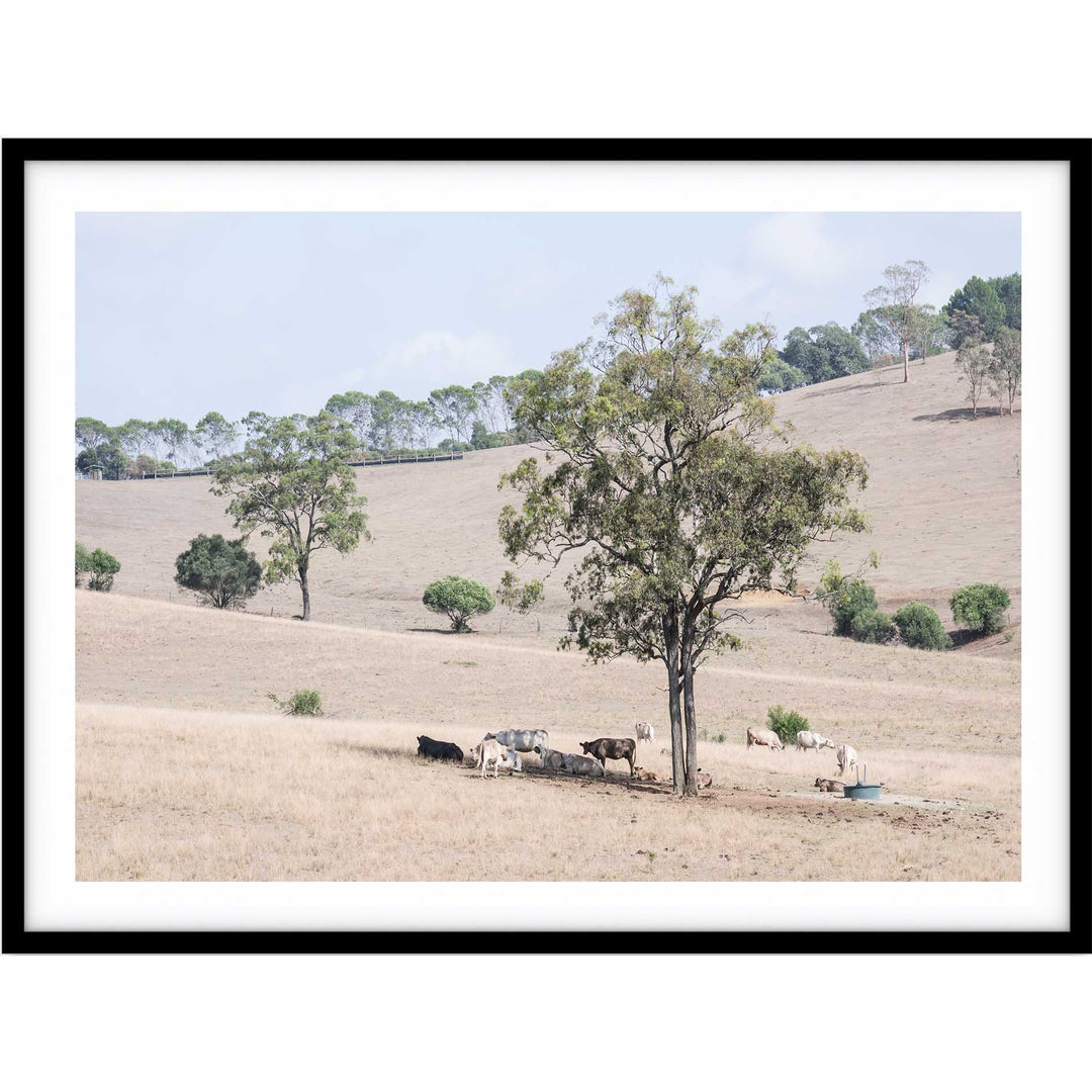 Getting Shade - The Hunter Valley