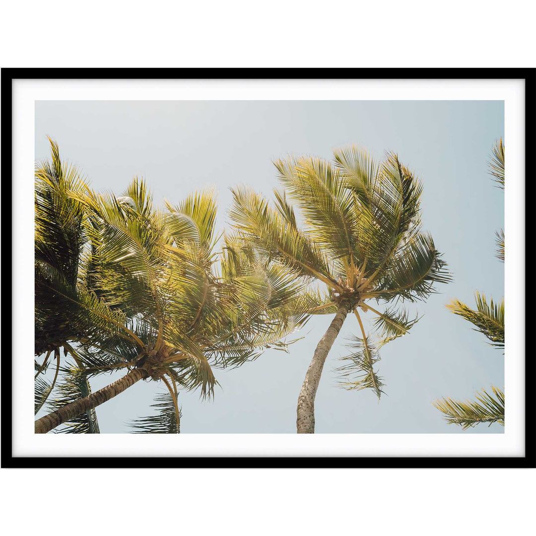 Magnetic Island Palms I