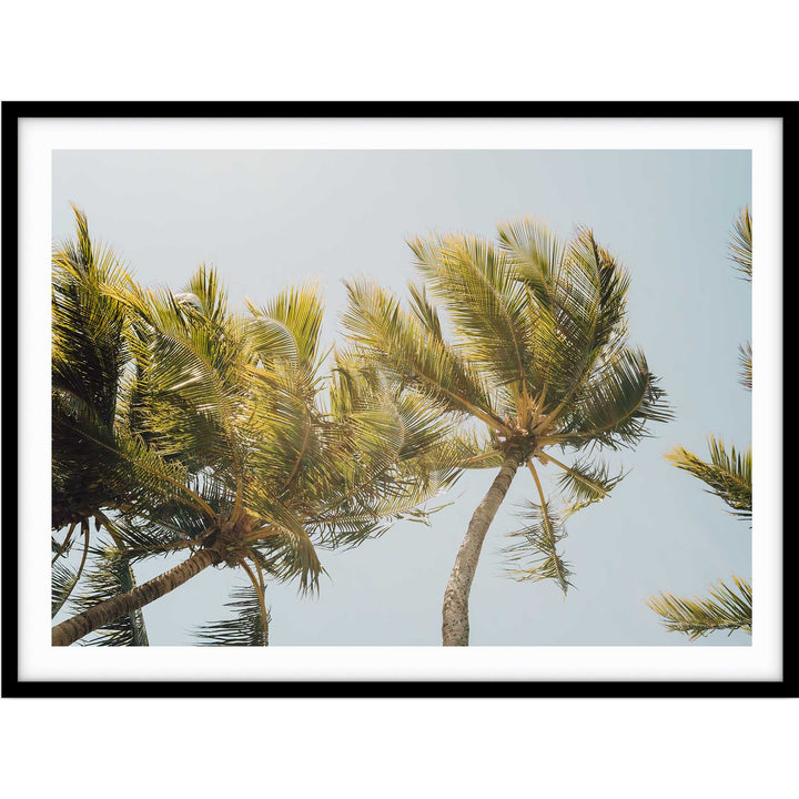 Magnetic Island Palms I