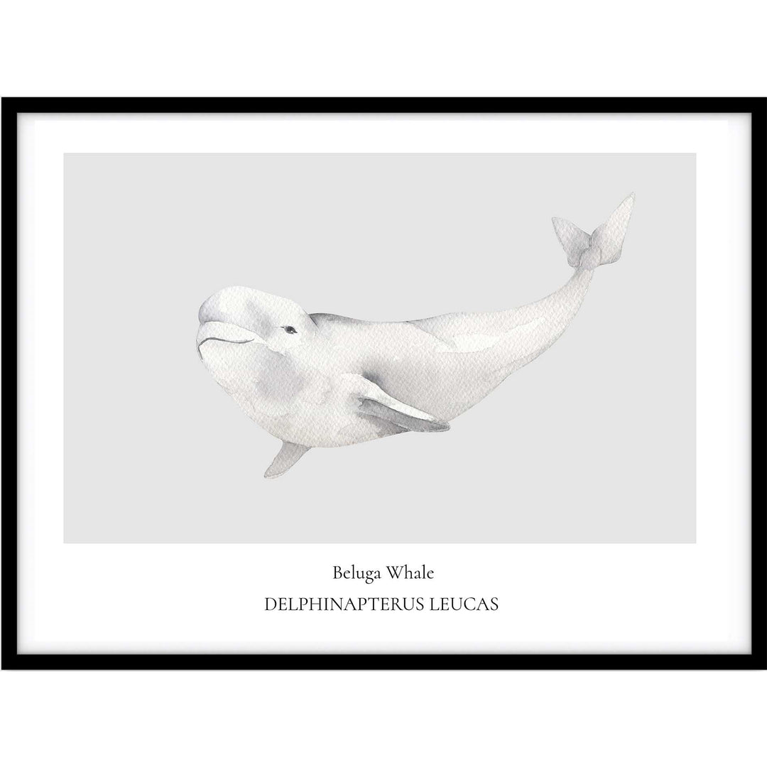 Beluga Whale