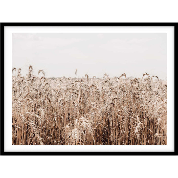 Wheat Farm III