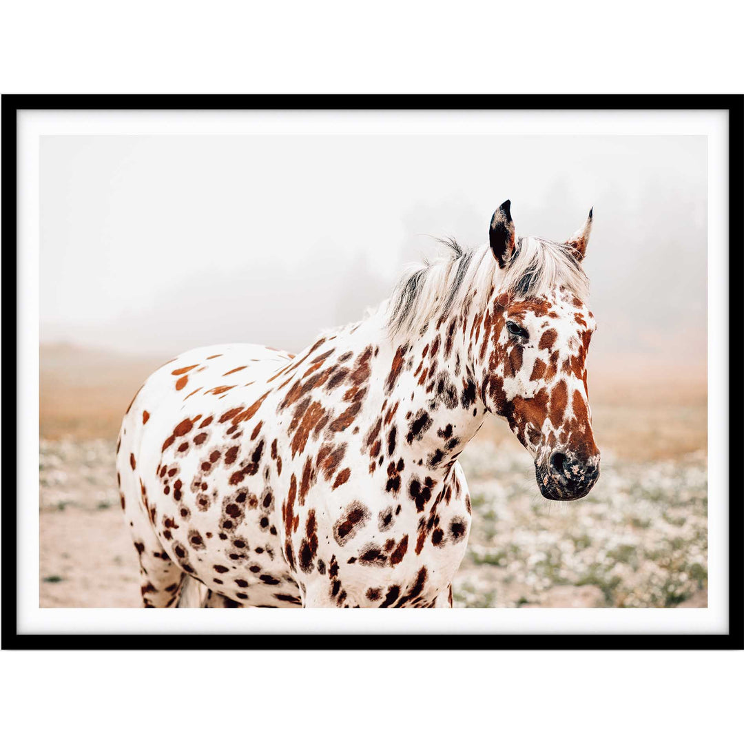 Spotty Horse