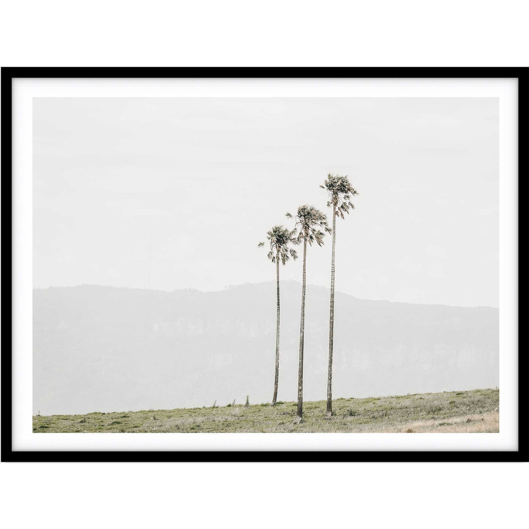 Jamberoo Palms no.3