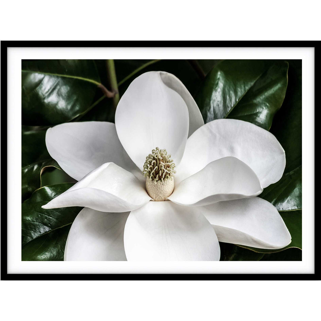 White Magnolia