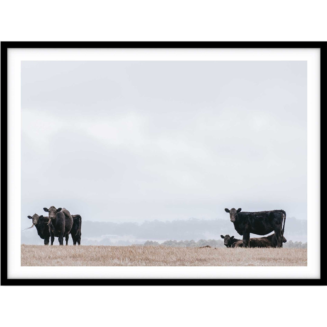 Great Ocean Road Cows