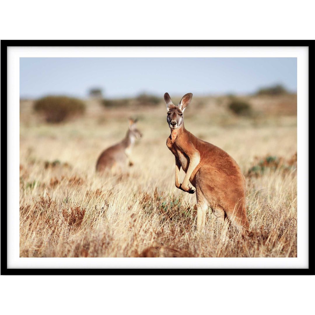 Red Kangaroo