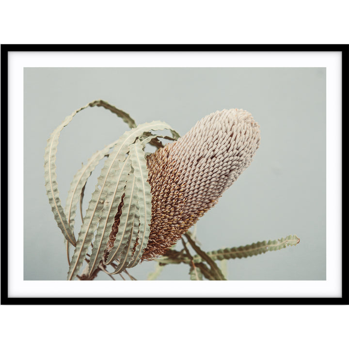 Banksia On Green no.1