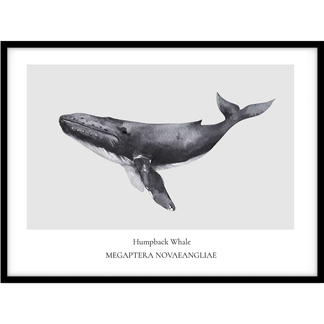 Humpback Whale