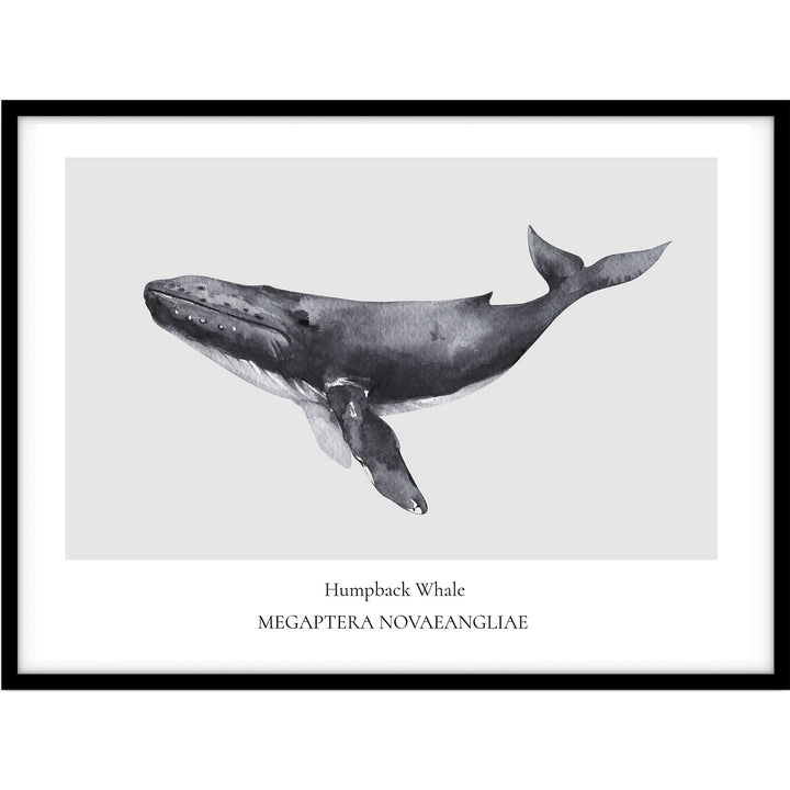 Humpback Whale