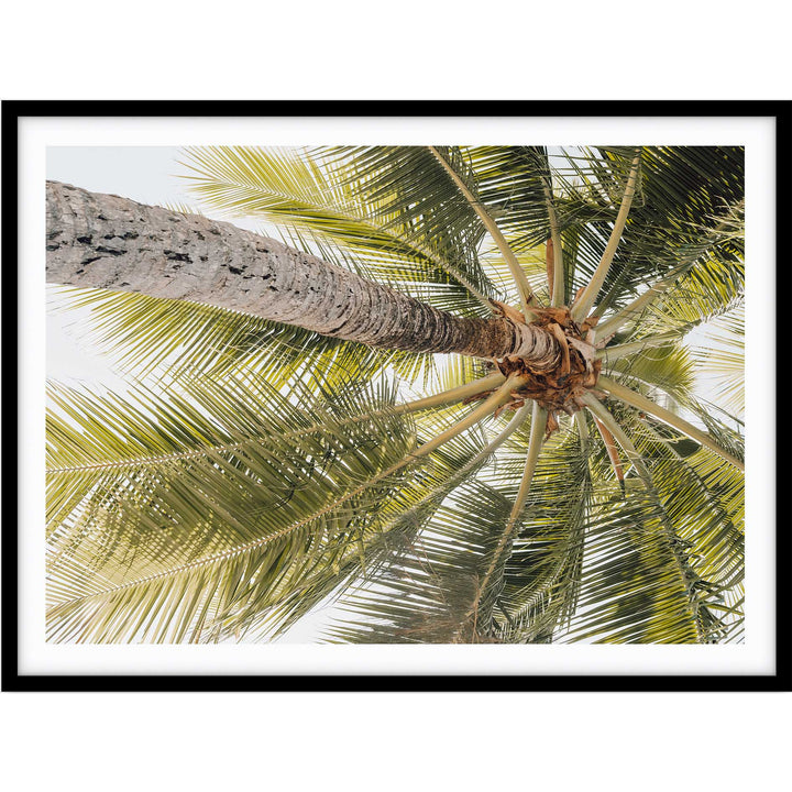 Magnetic Island Palms II