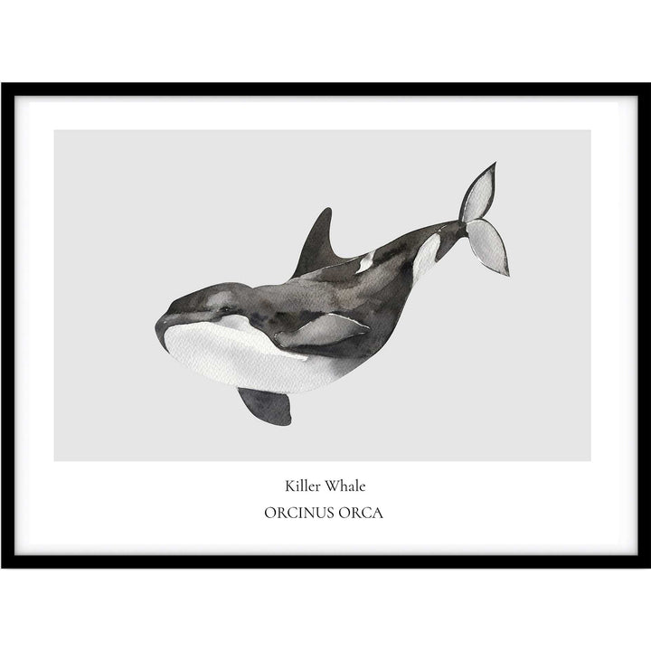 Killer Whale